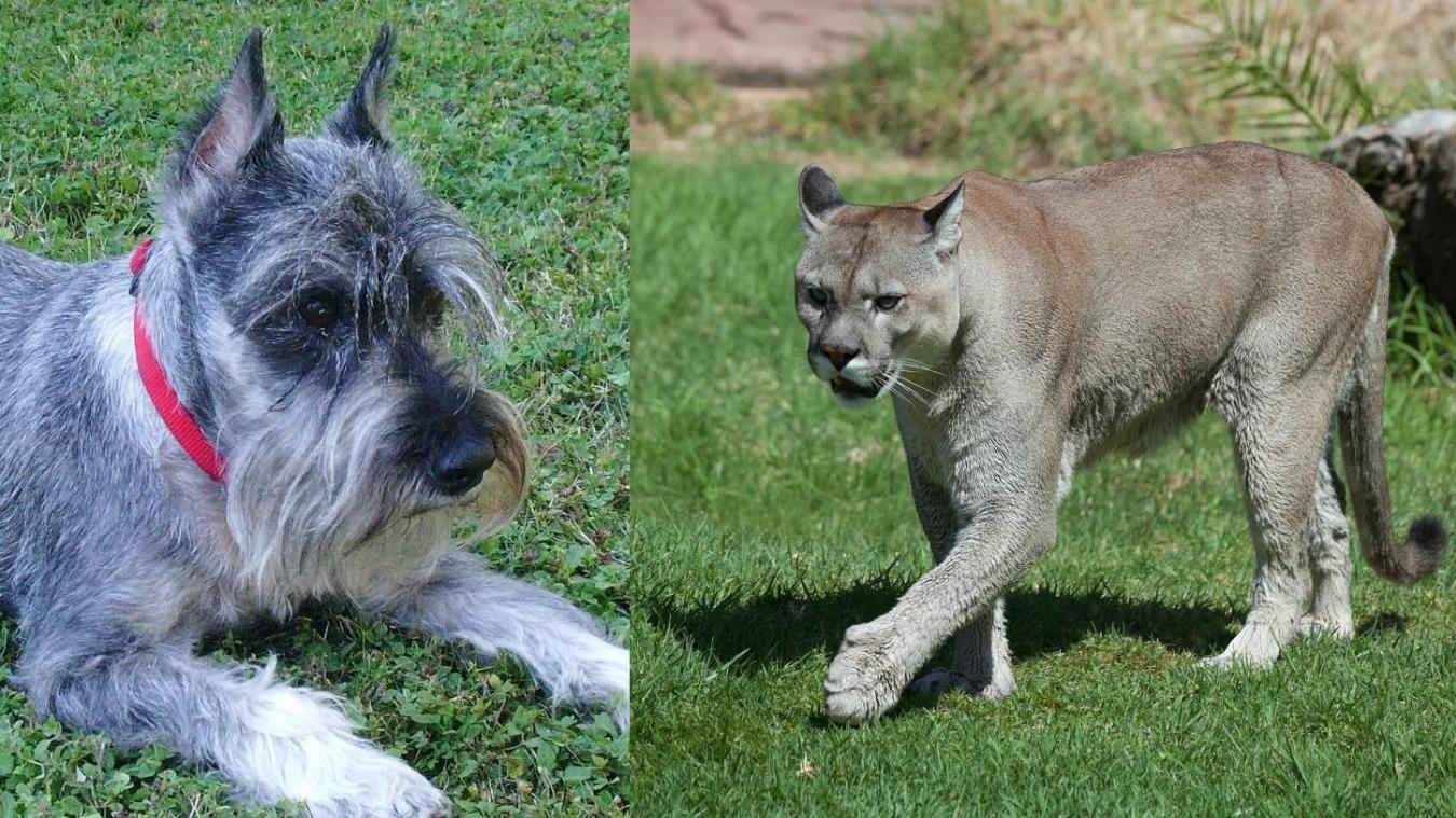Elle frappe un puma qui attaquait son chien Le Messager